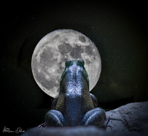Happy Thanksgiving! -almost a full moon tonight by Steven Miller 